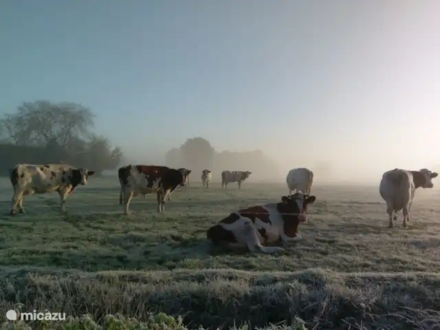 De koeien van de buurman. Net voordat zij naar de winterstalling gingen.